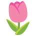 Tulpe
